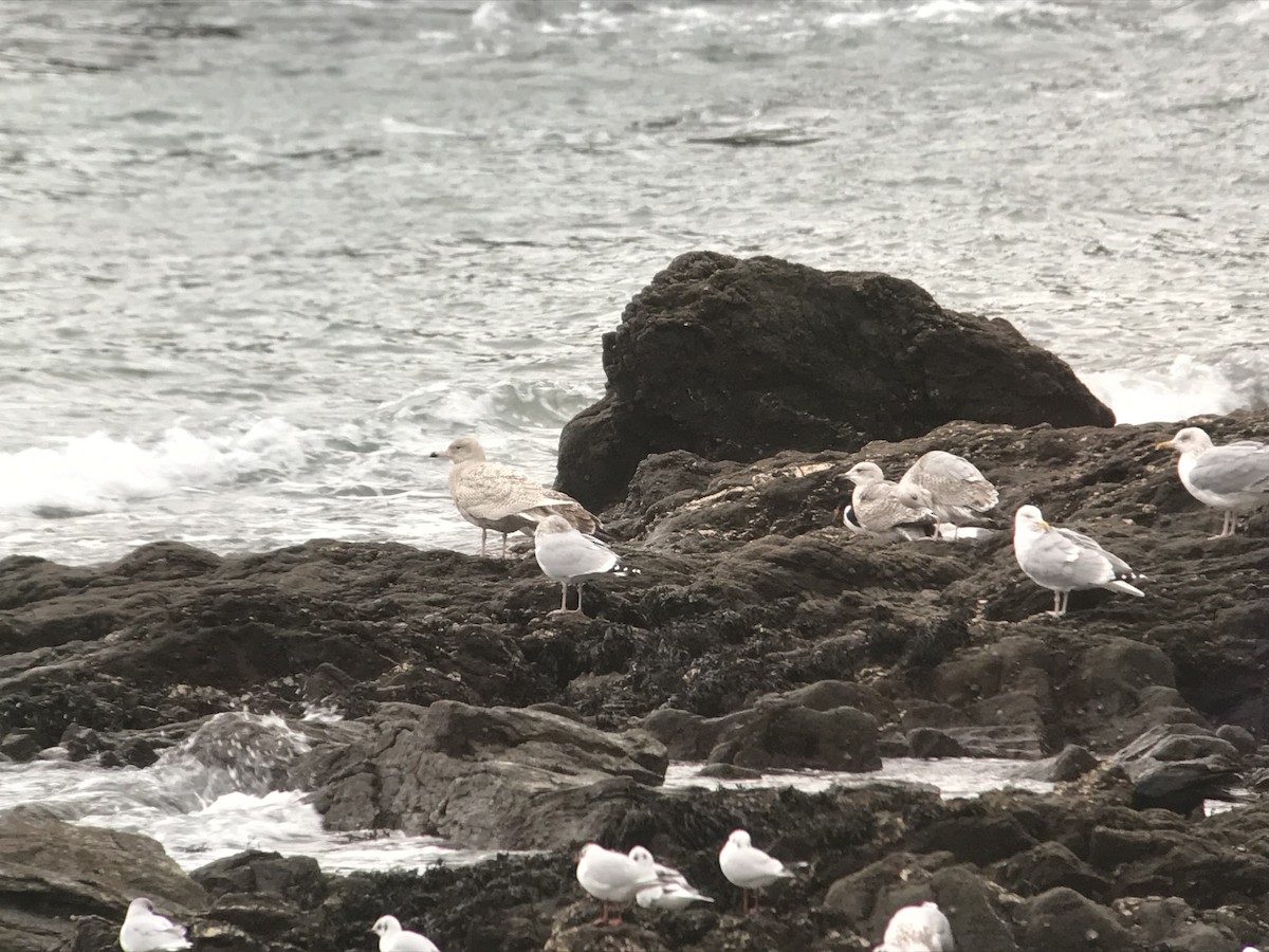 Glaucous Gull - ML618952281