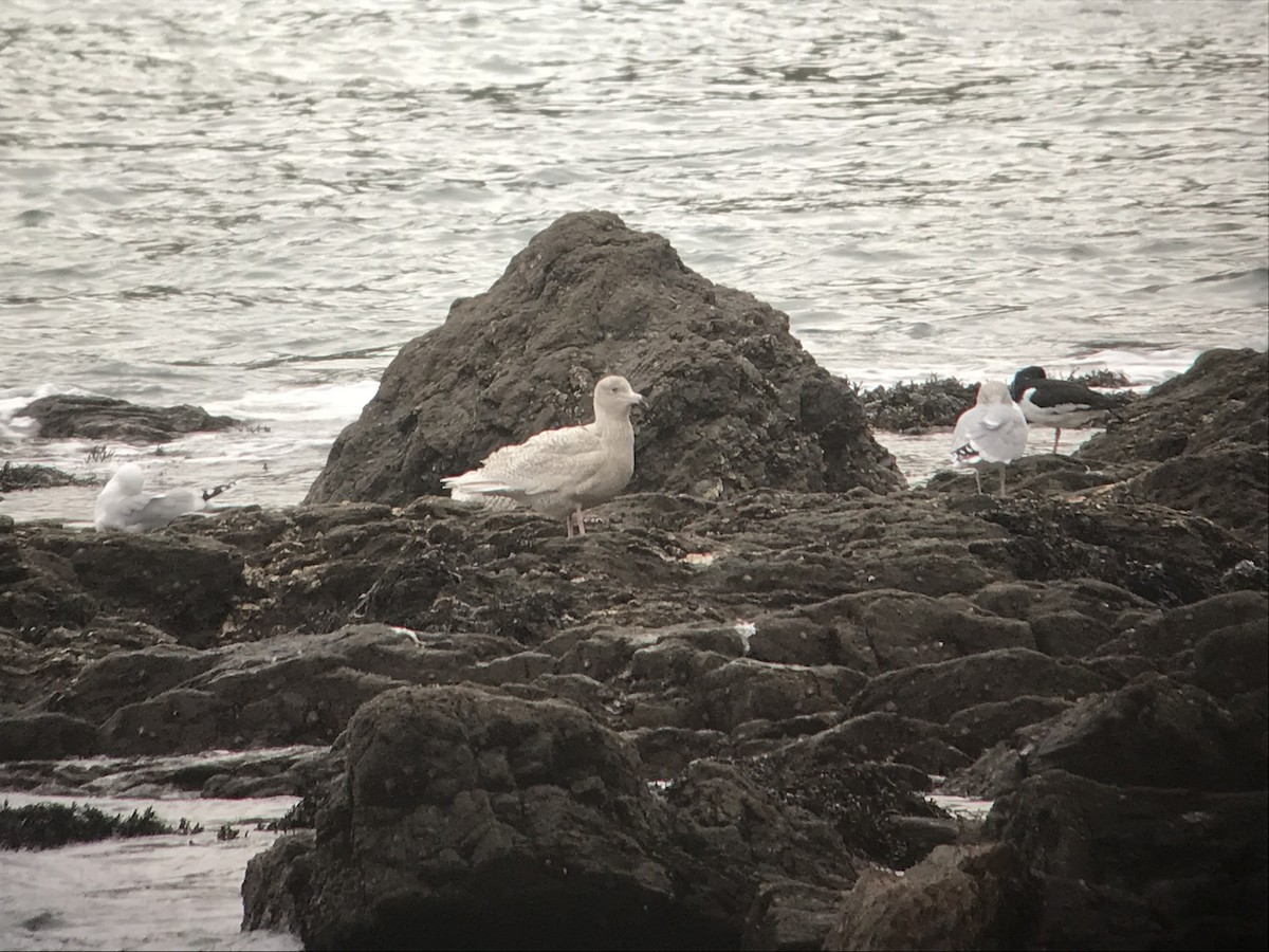 Glaucous Gull - ML618952282