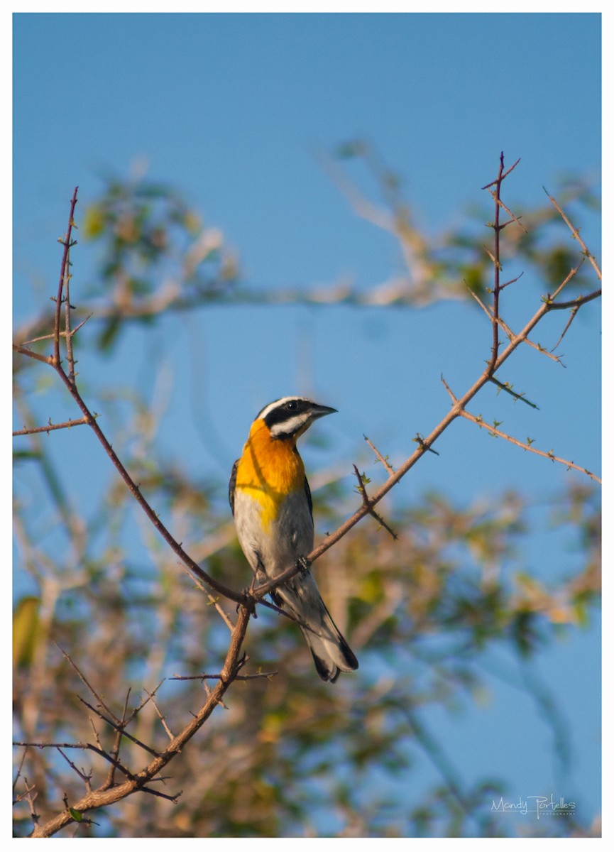 Western Spindalis - Armando Portelles Zaldivar