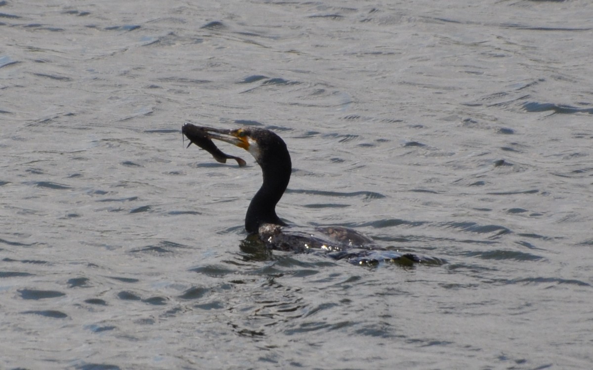 Great Cormorant - Magdalena Grahovac