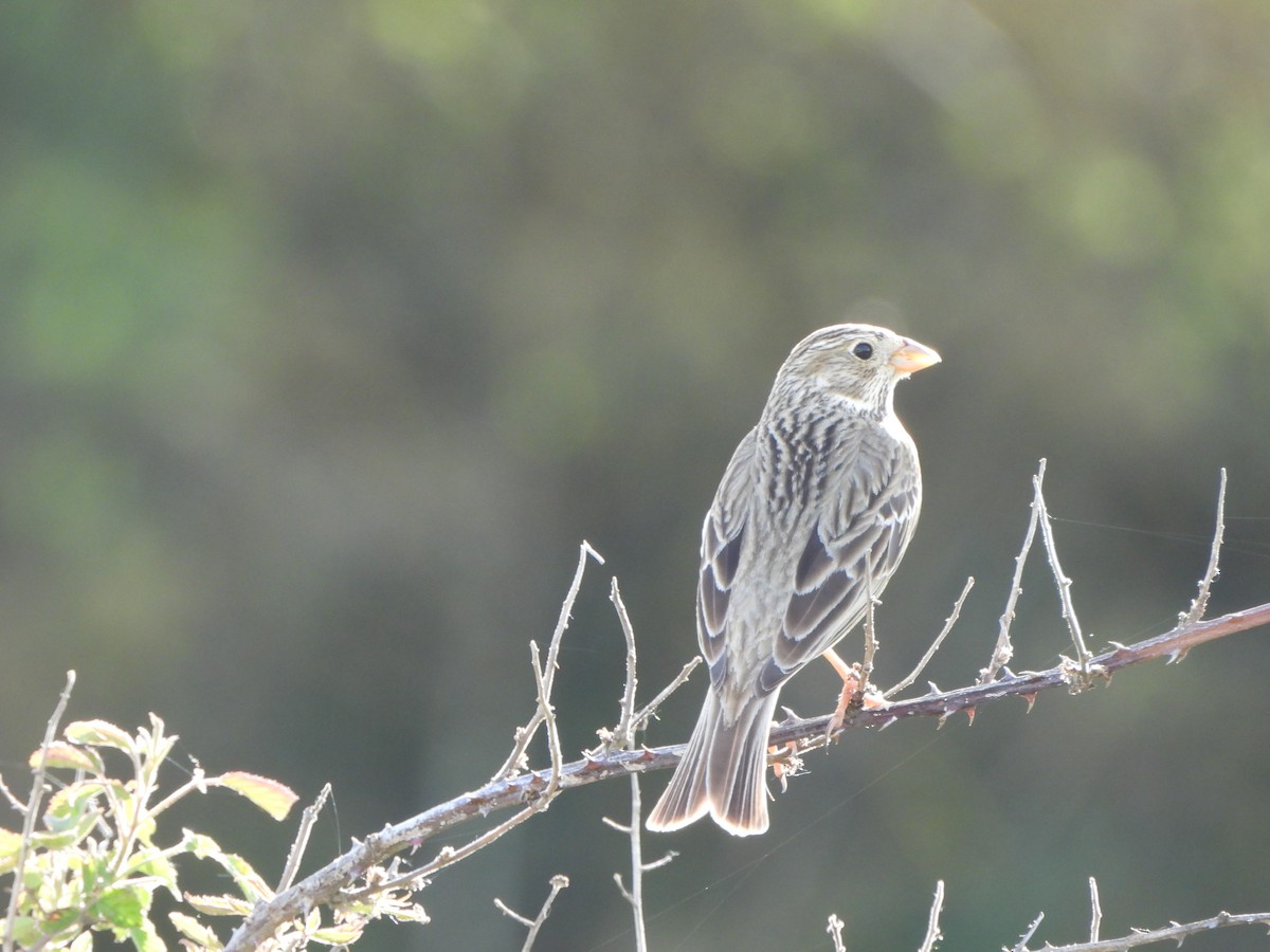 Corn Bunting - ML618952320