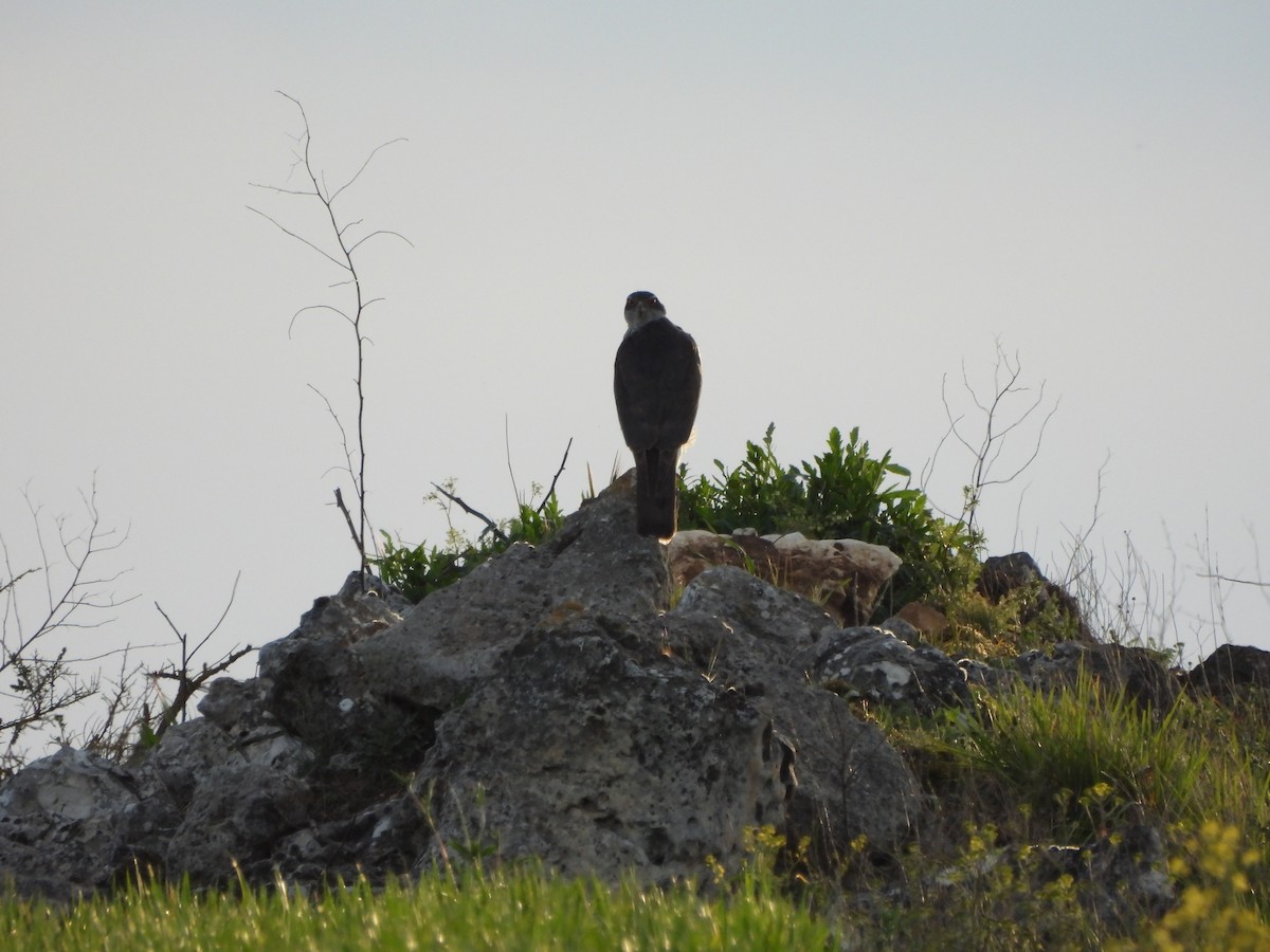 Eurasian Goshawk - ML618952339