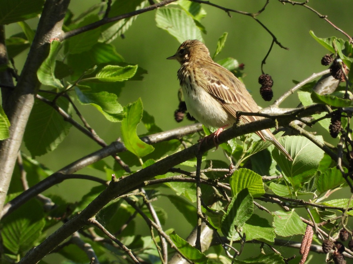 Tree Pipit - Franciszek Konrad