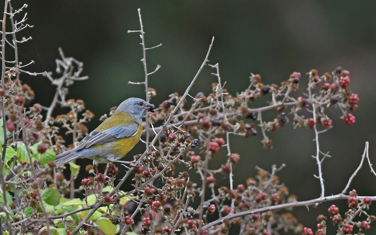 Gray-hooded Sierra Finch (minor) - Christoph Moning