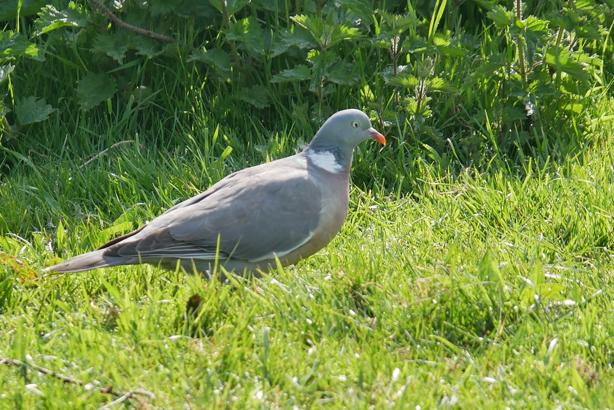 Common Wood-Pigeon - Adrian Pugh