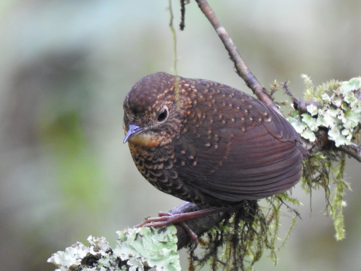 Scaly-breasted Cupwing - Suebsawat Sawat-chuto