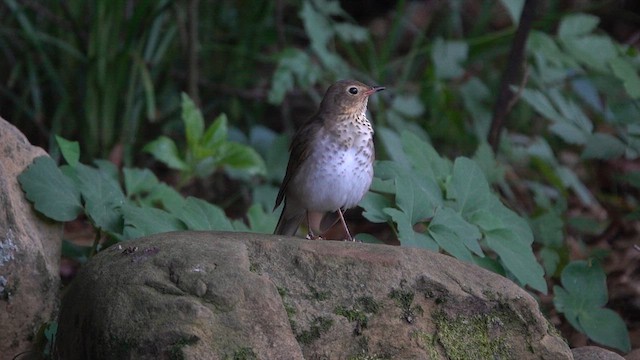 Swainson's Thrush - ML618952392