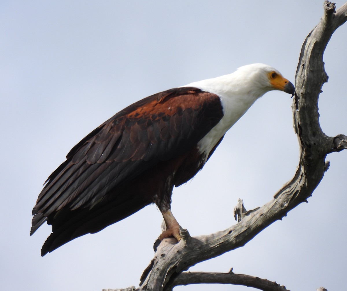 African Fish-Eagle - Hubert Söhner