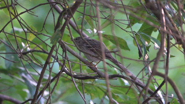 Blackpoll Warbler - ML618952403