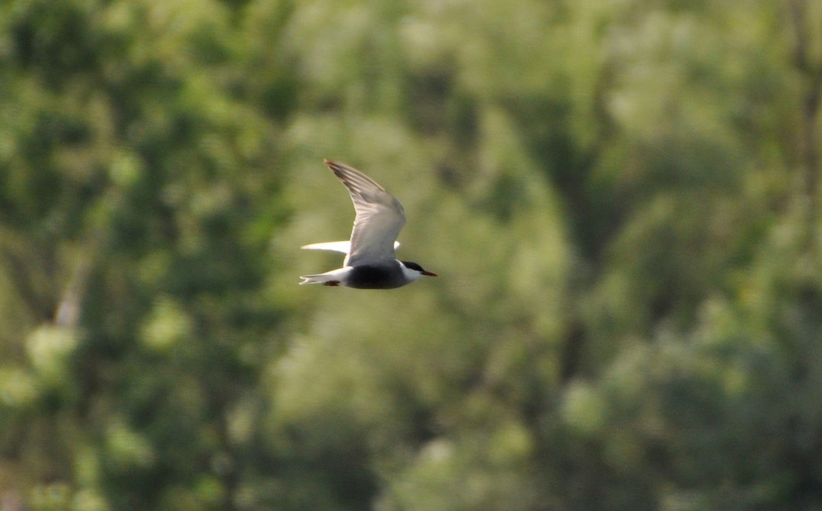 Whiskered Tern - ML618952415