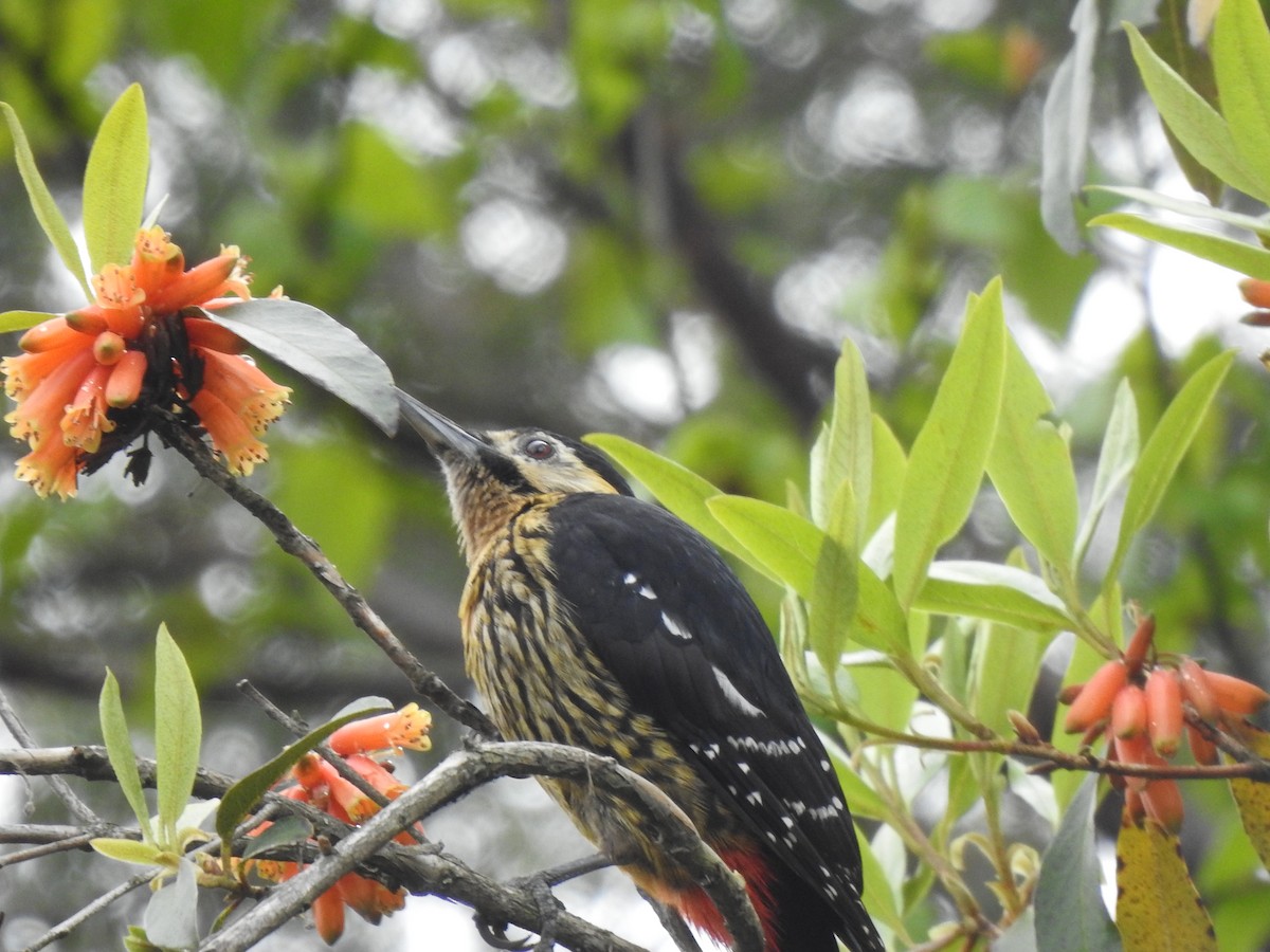 Darjeeling Woodpecker - Suebsawat Sawat-chuto
