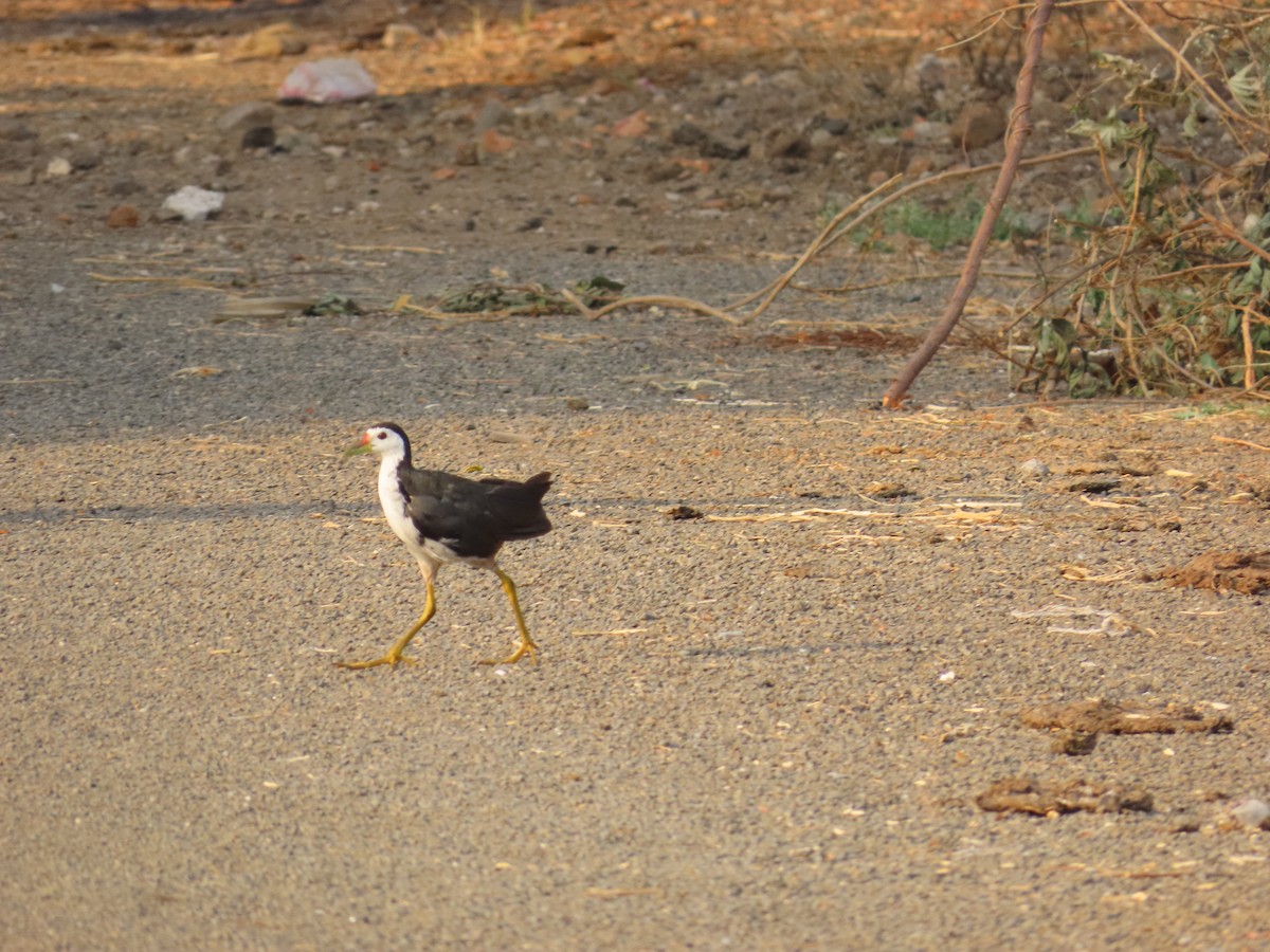 White-breasted Waterhen - Shilpa Gadgil