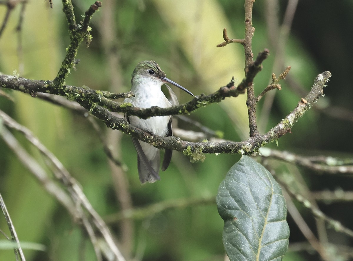 kolibřík bělobřichý - ML618952494