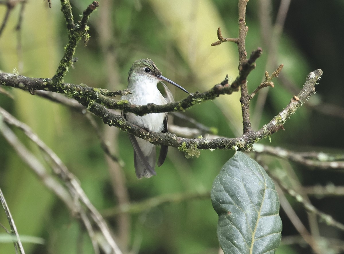 hvitbrystkolibri - ML618952494