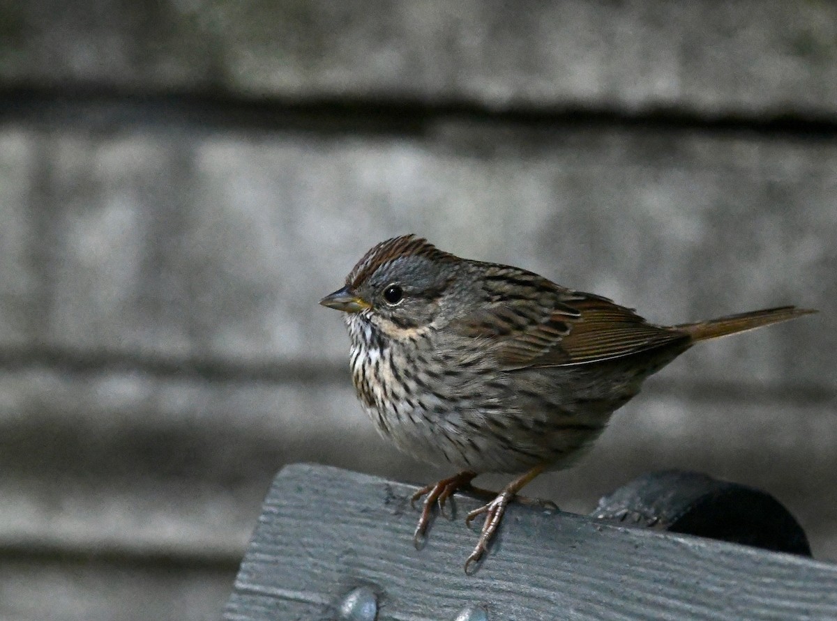 Lincoln's Sparrow - ML618952507