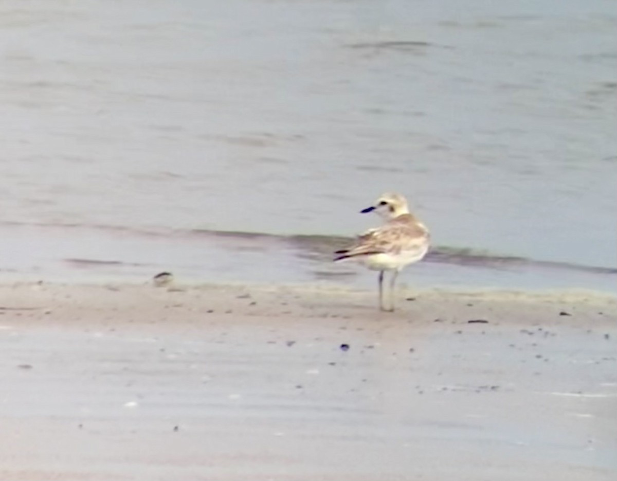 Malaysian Plover - Pipope Panitchpakdi