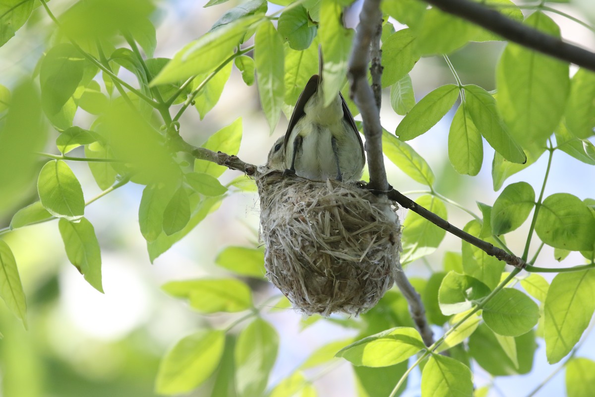 Warbling Vireo - Clyde Blum