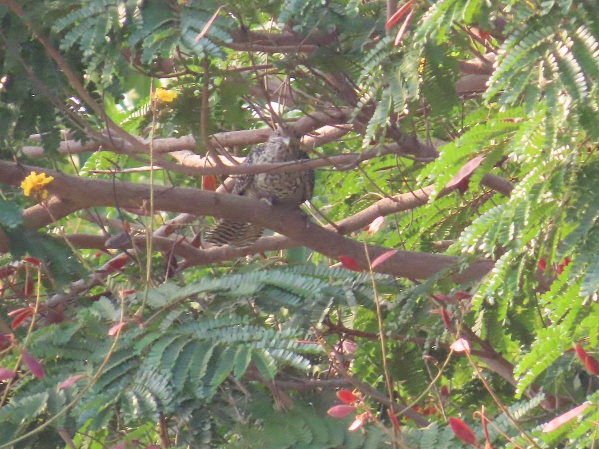 Asian Koel - Shilpa Gadgil