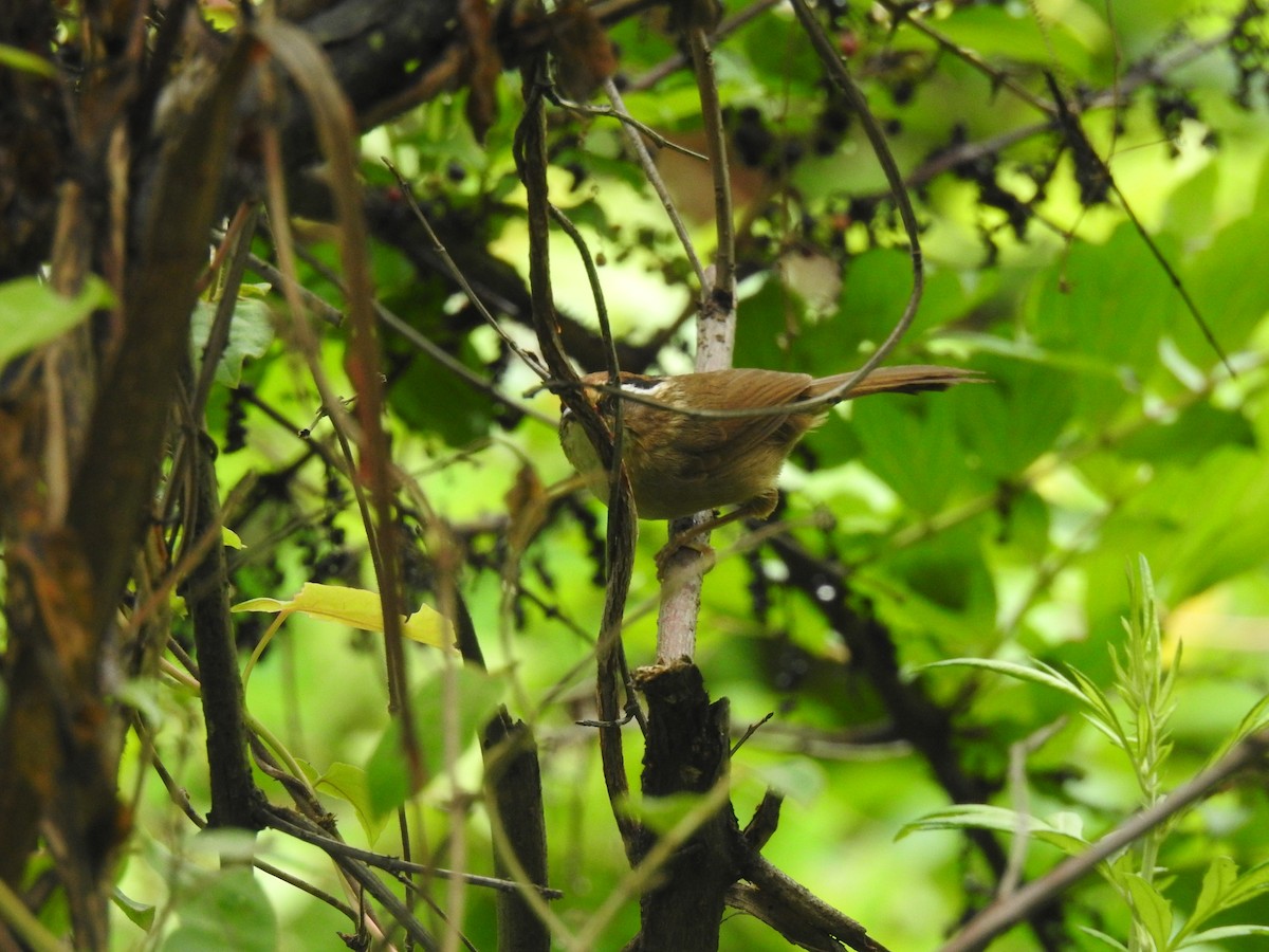 Rusty-capped Fulvetta - Hu Hu