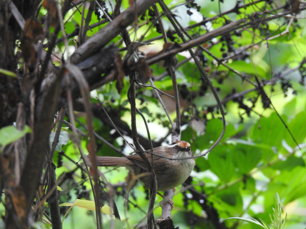 Rusty-capped Fulvetta - ML618952553