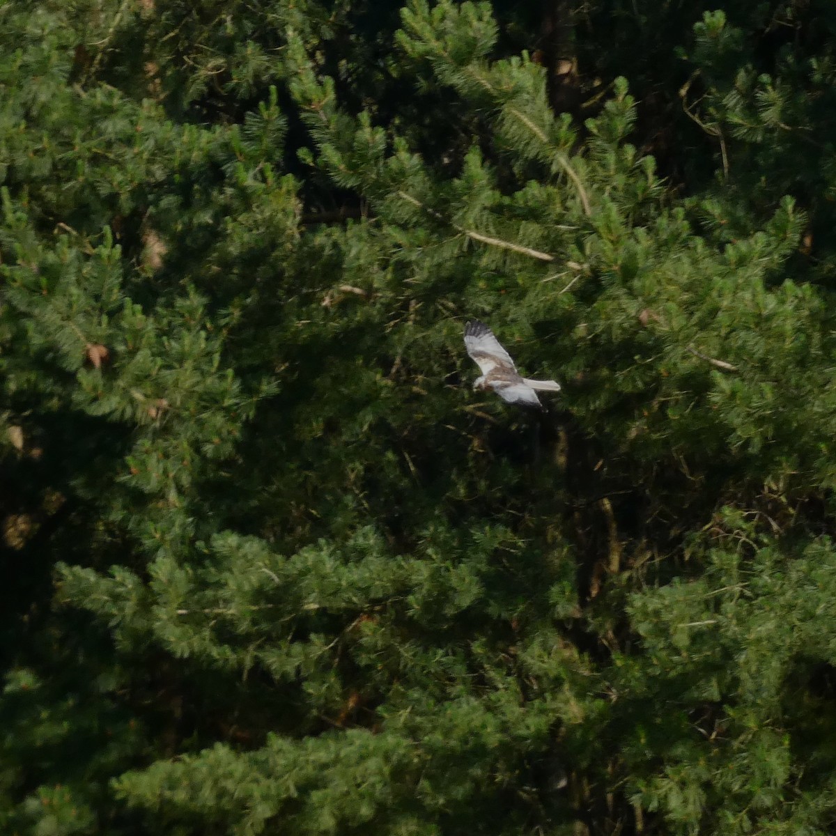 Western Marsh Harrier - ML618952589