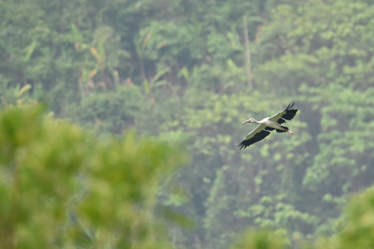 Asian Openbill - Phakawat Kittikhunodom