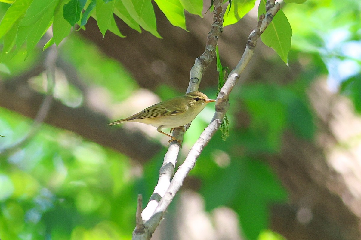 Arctic Warbler - Yang Li