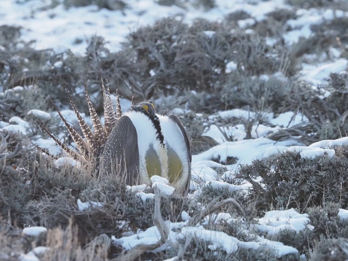 Greater Sage-Grouse - Suzette Stitely