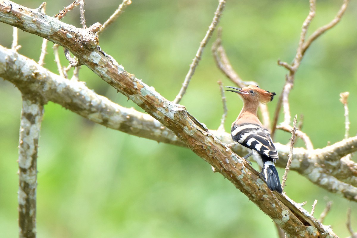 Eurasian Hoopoe - Phakawat Kittikhunodom