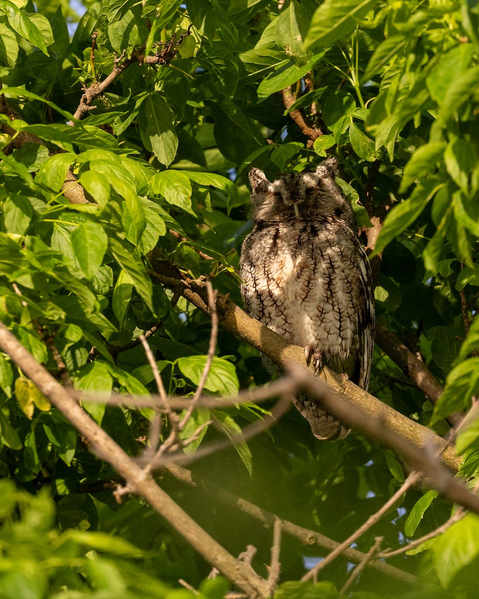 Eastern Screech-Owl - ML618952604