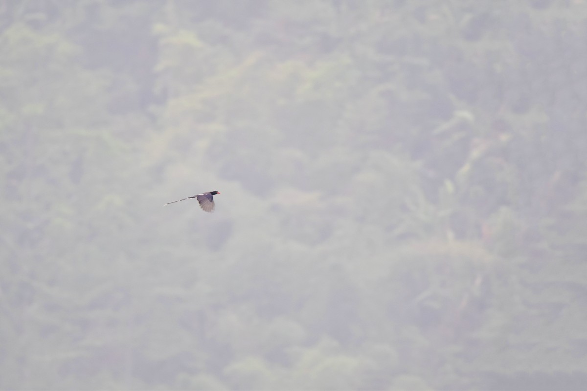 Red-billed Blue-Magpie - Phakawat Kittikhunodom