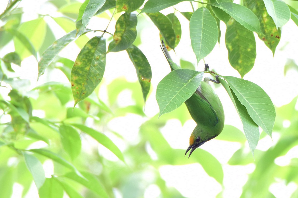 Golden-fronted Leafbird - Phakawat Kittikhunodom