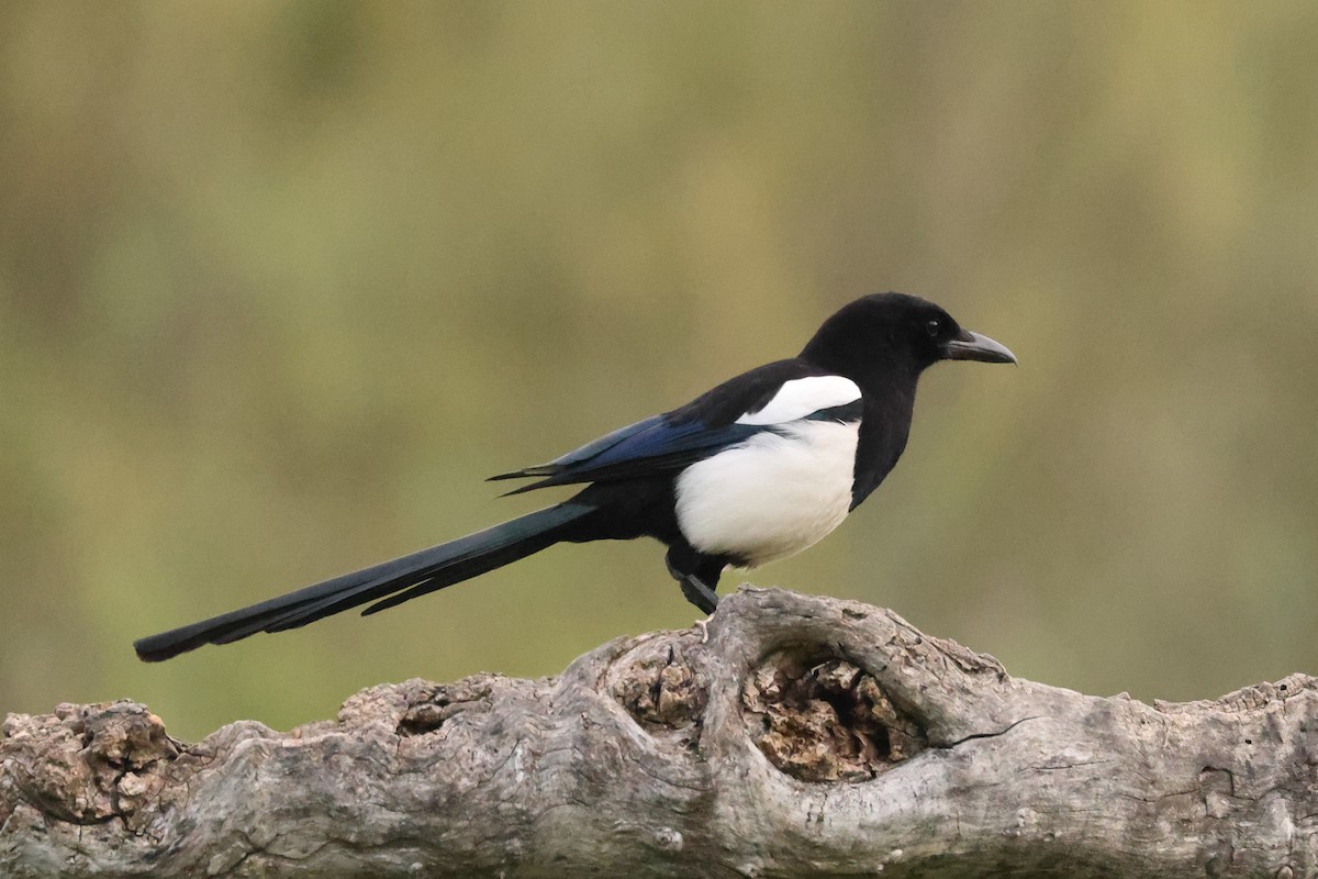 Eurasian Magpie - Jose Leal