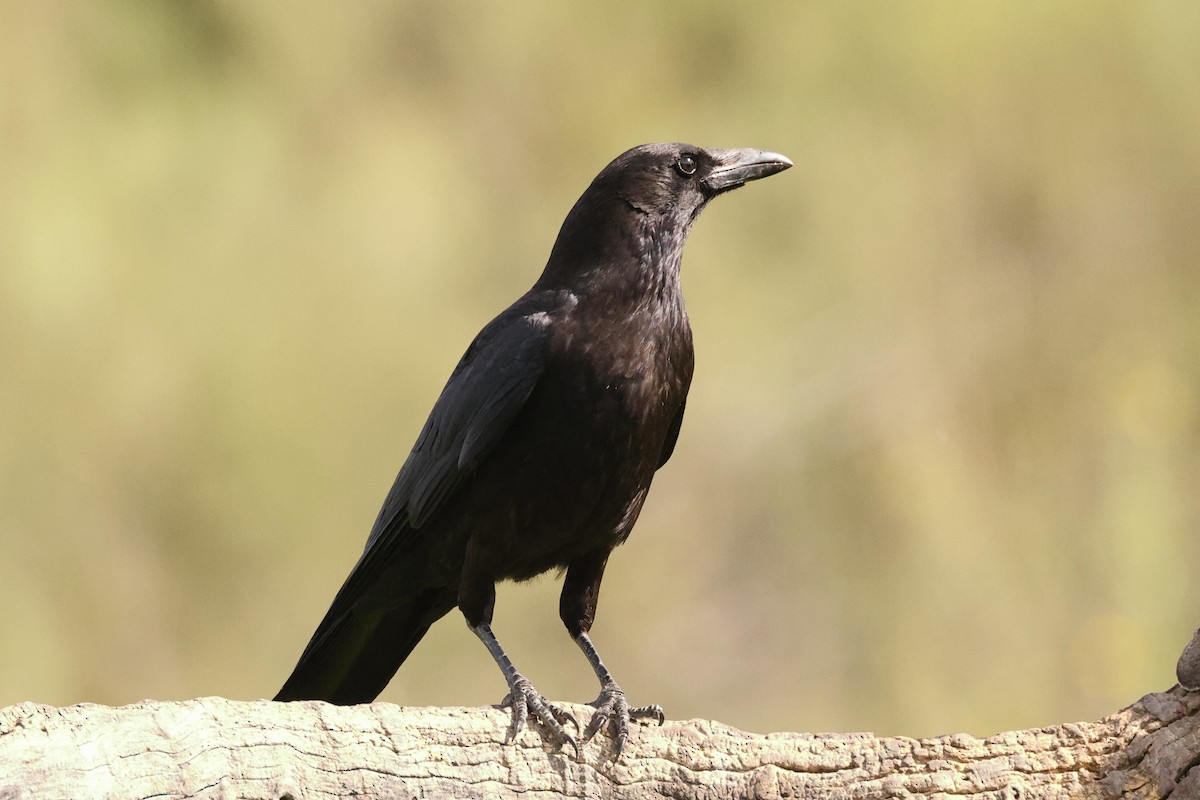 Carrion Crow - Jose Leal