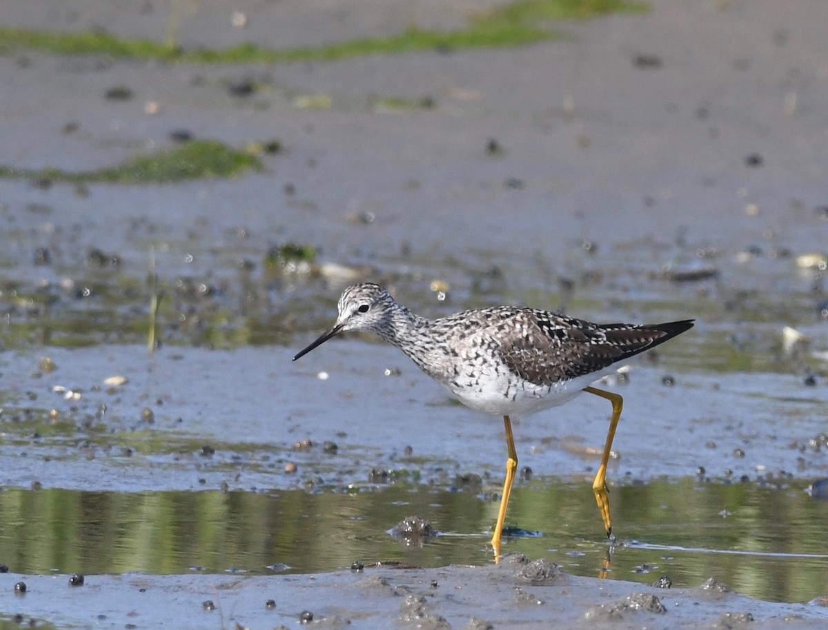 Lesser Yellowlegs - Peter Paul