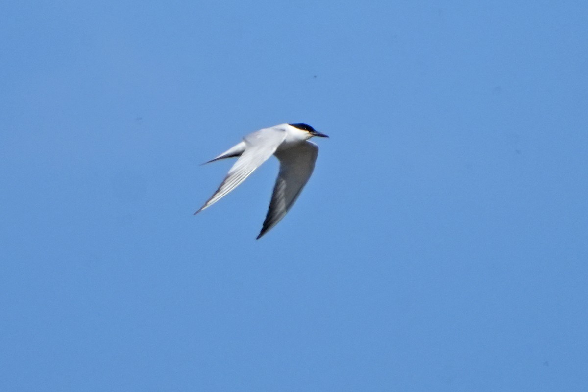 Gull-billed Tern - Daniel López-Velasco | Ornis Birding Expeditions