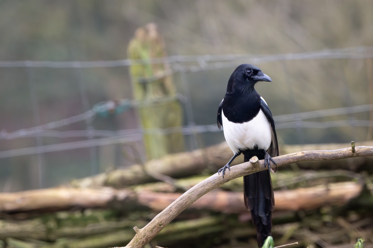 Eurasian Magpie - Guido Van den Troost