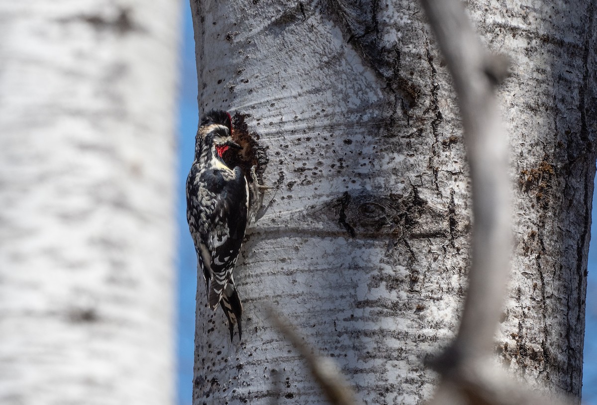 Yellow-bellied Sapsucker - Annie Lavoie