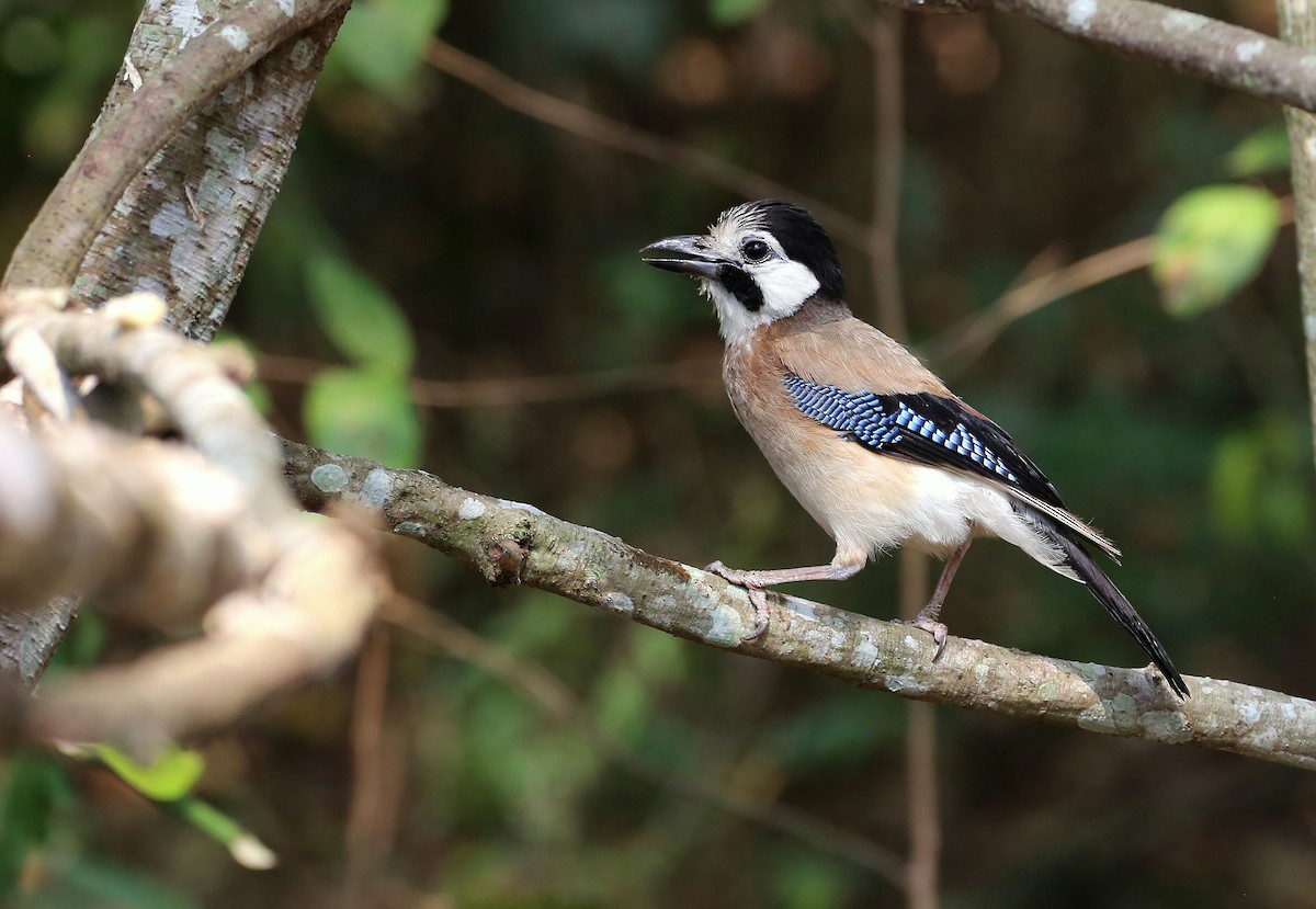 Eurasian Jay (White-faced) - ML618952689