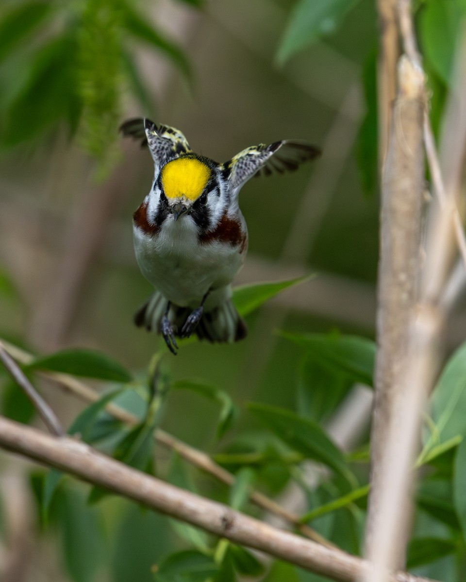 Chestnut-sided Warbler - ML618952701