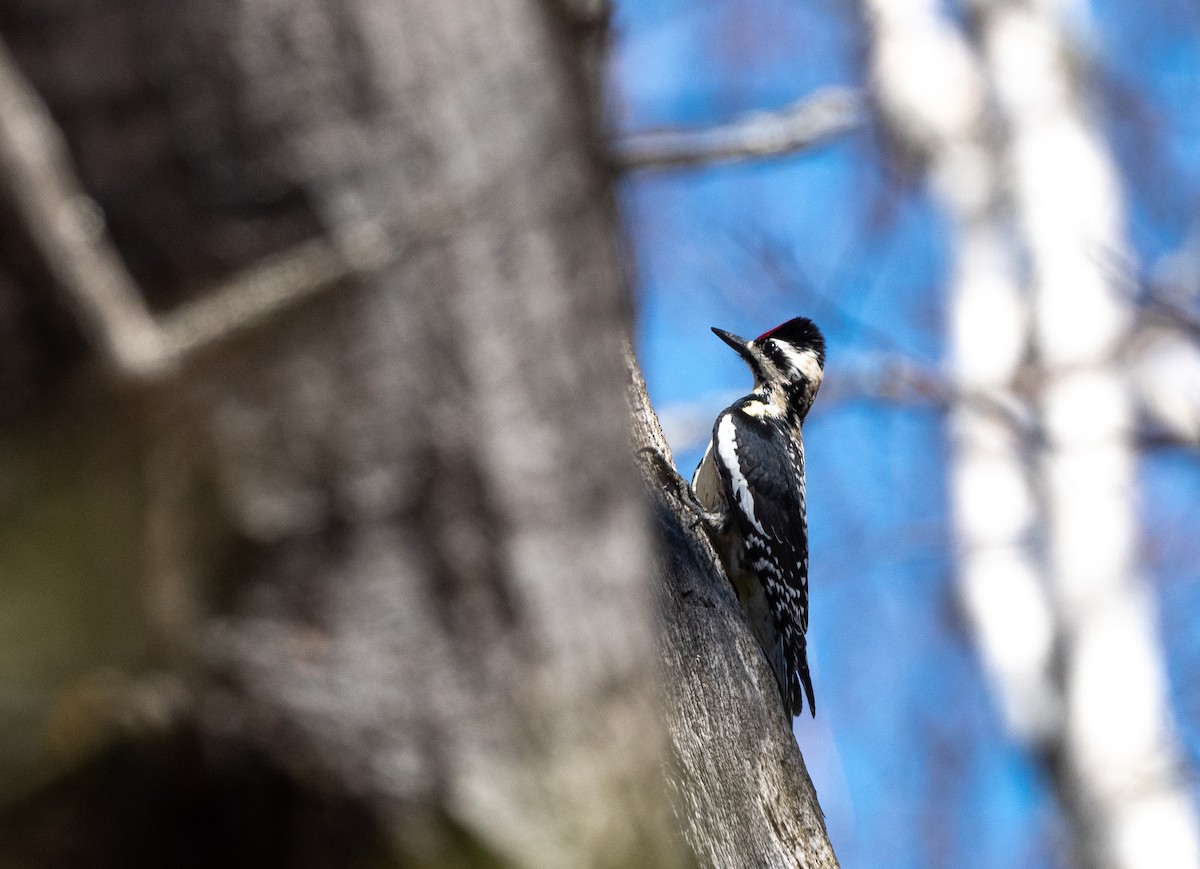 Yellow-bellied Sapsucker - Annie Lavoie