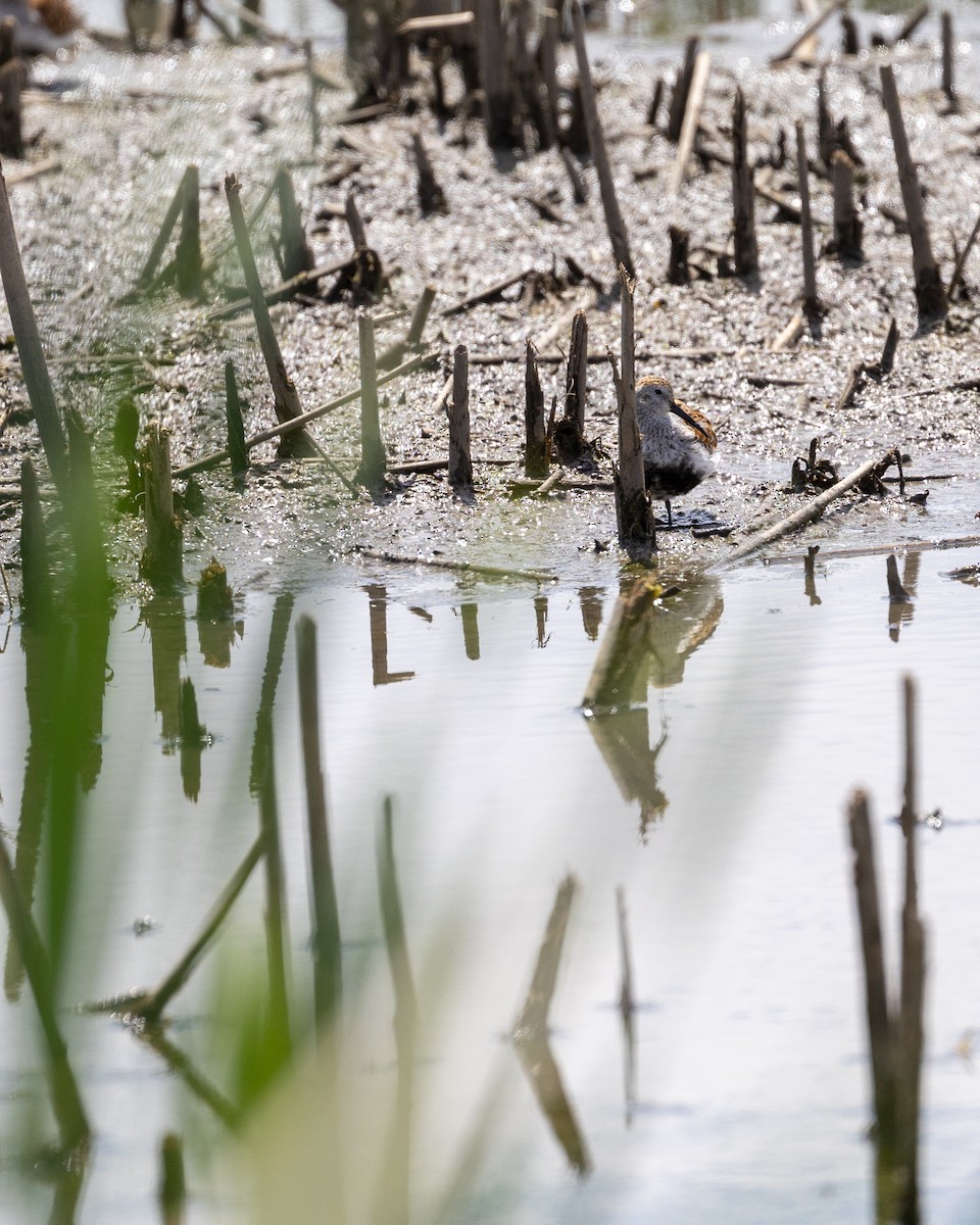 Dunlin - ML618952724