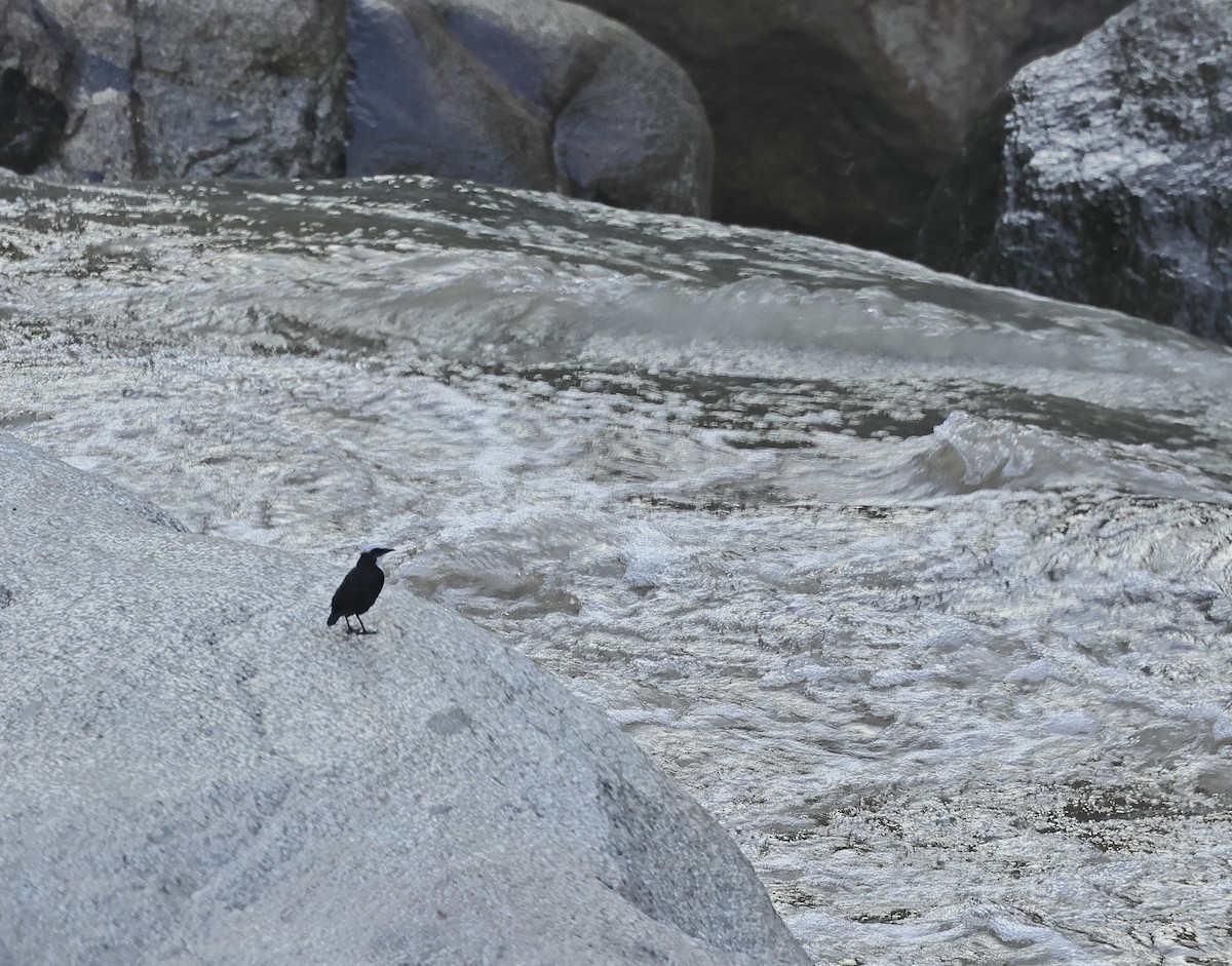 White-capped Dipper - Albert Linkowski