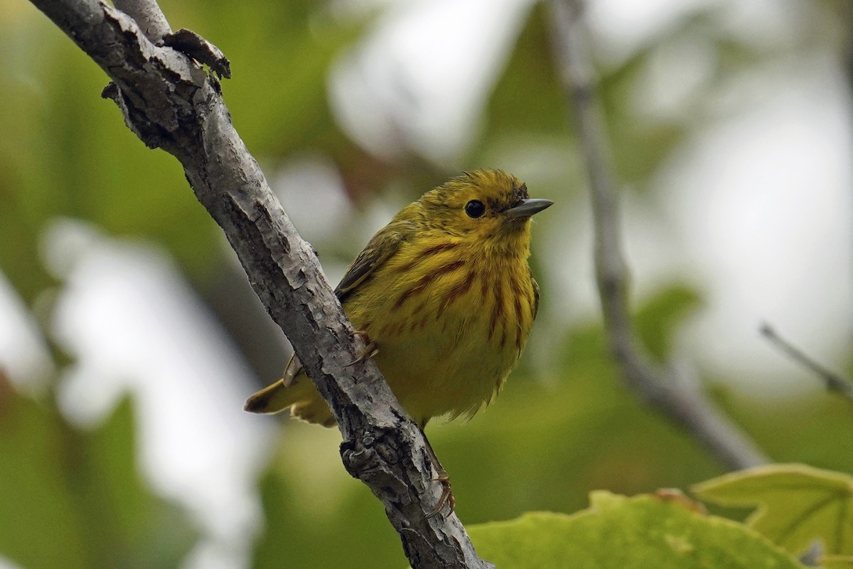 Yellow Warbler - Nick Thorpe