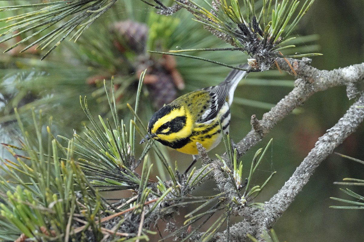 Townsend's Warbler - Nick Thorpe