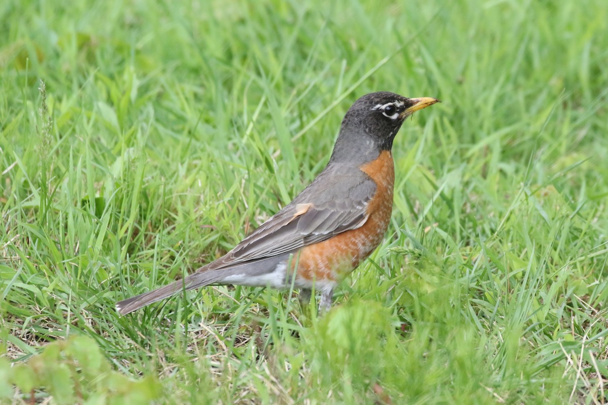 American Robin - ML618952773