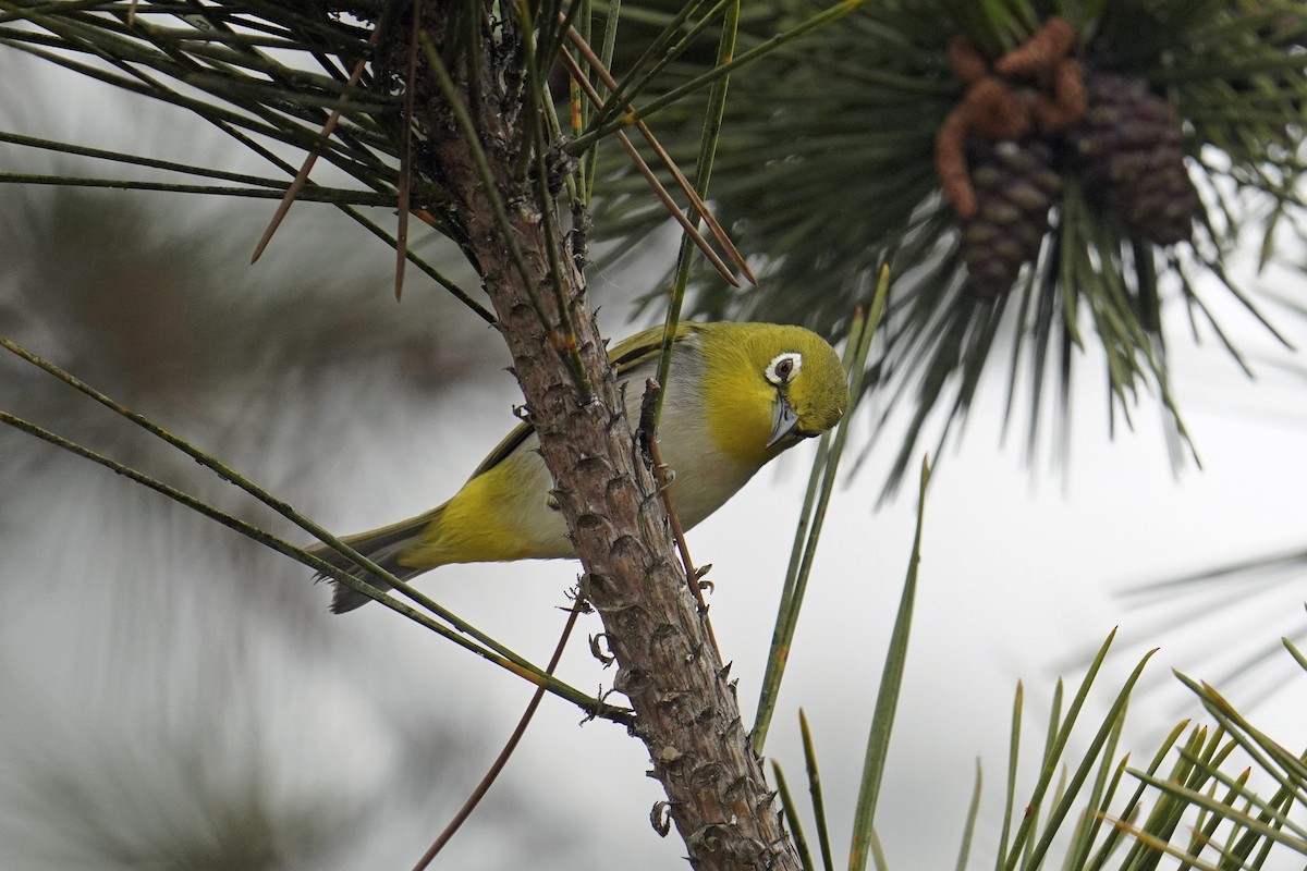 Swinhoe's White-eye - Nick Thorpe