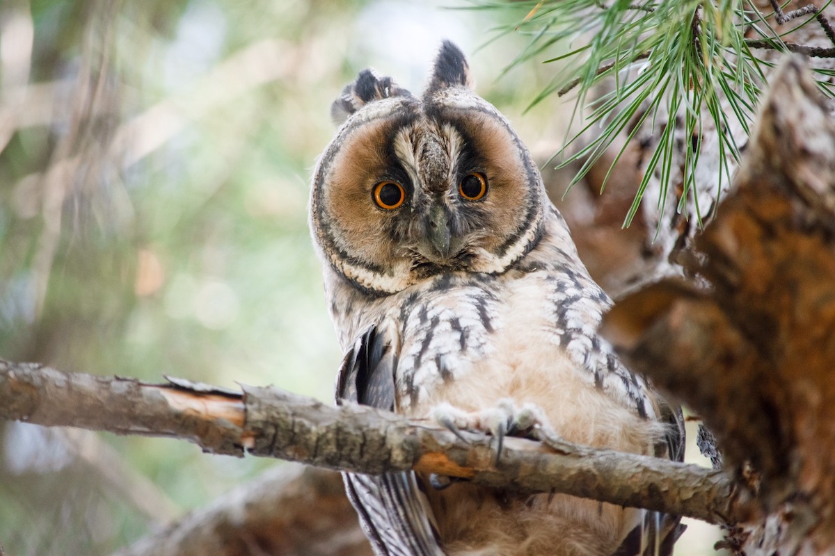 Long-eared Owl - Paula González Lominchar