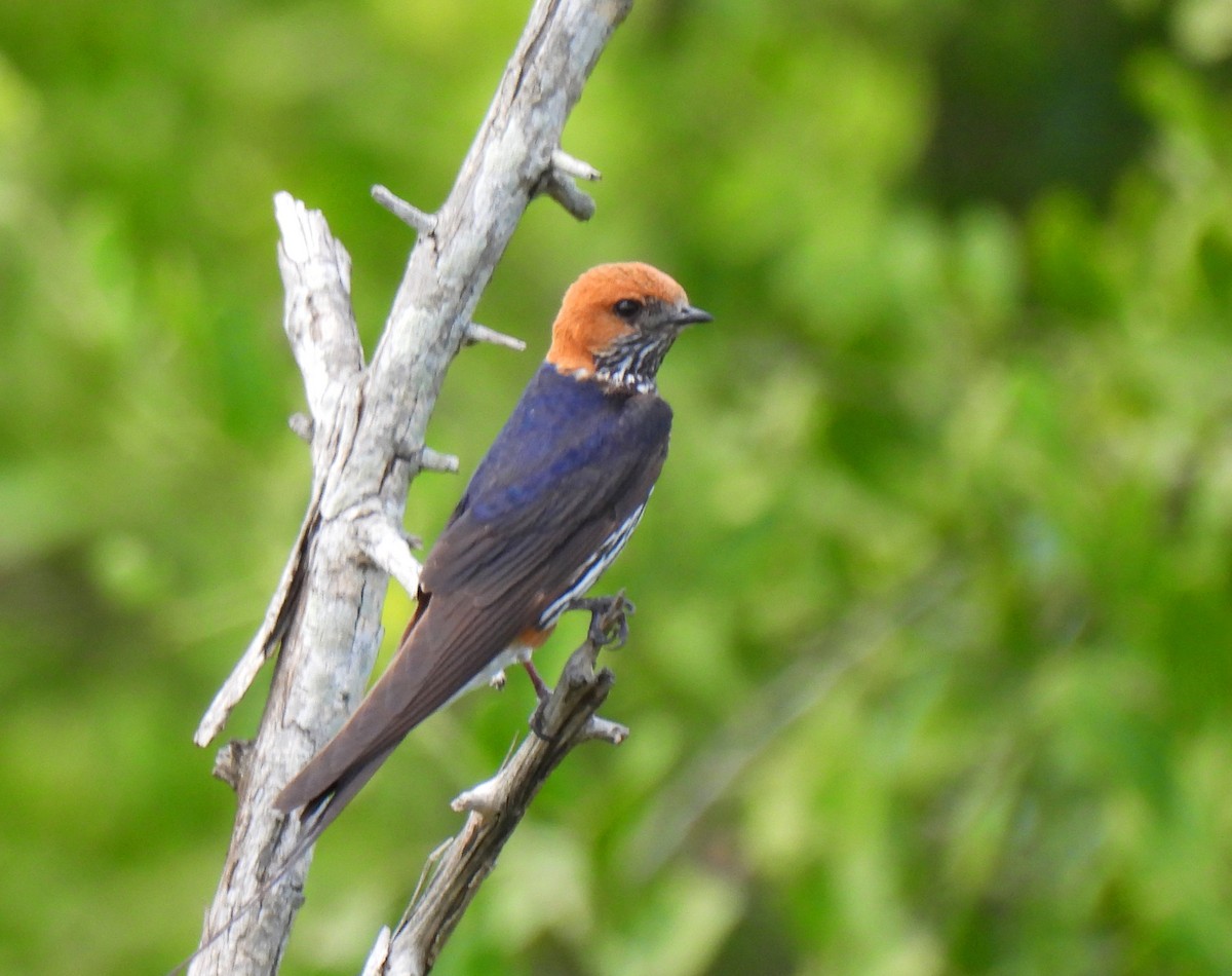 Lesser Striped Swallow - Hubert Söhner