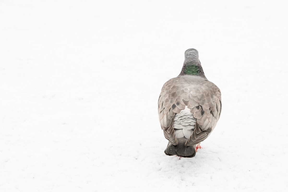 Stock Dove - Guido Van den Troost